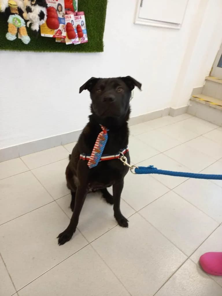 PETIFYC10478 photo 7