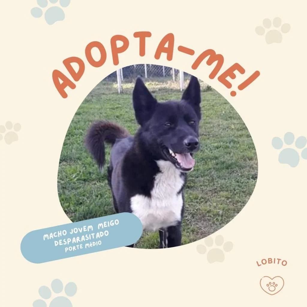 PETIFYC10482 photo 7