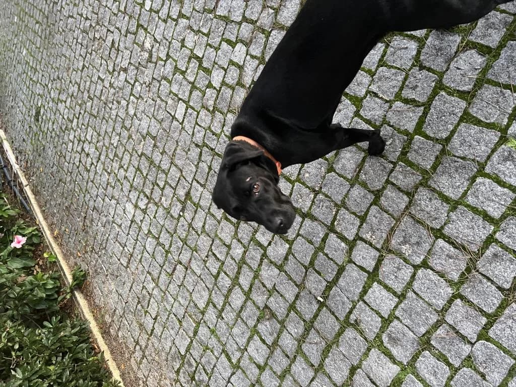 PETIFYC10483 photo 6