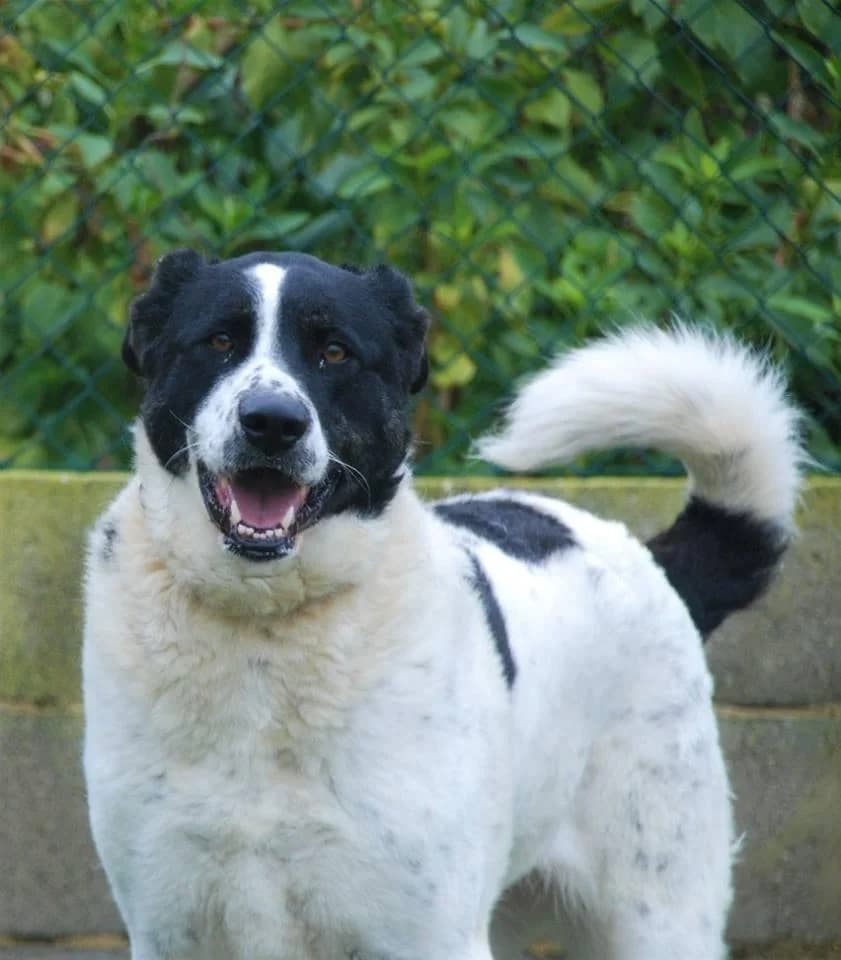 PETIFYC10483 photo 7