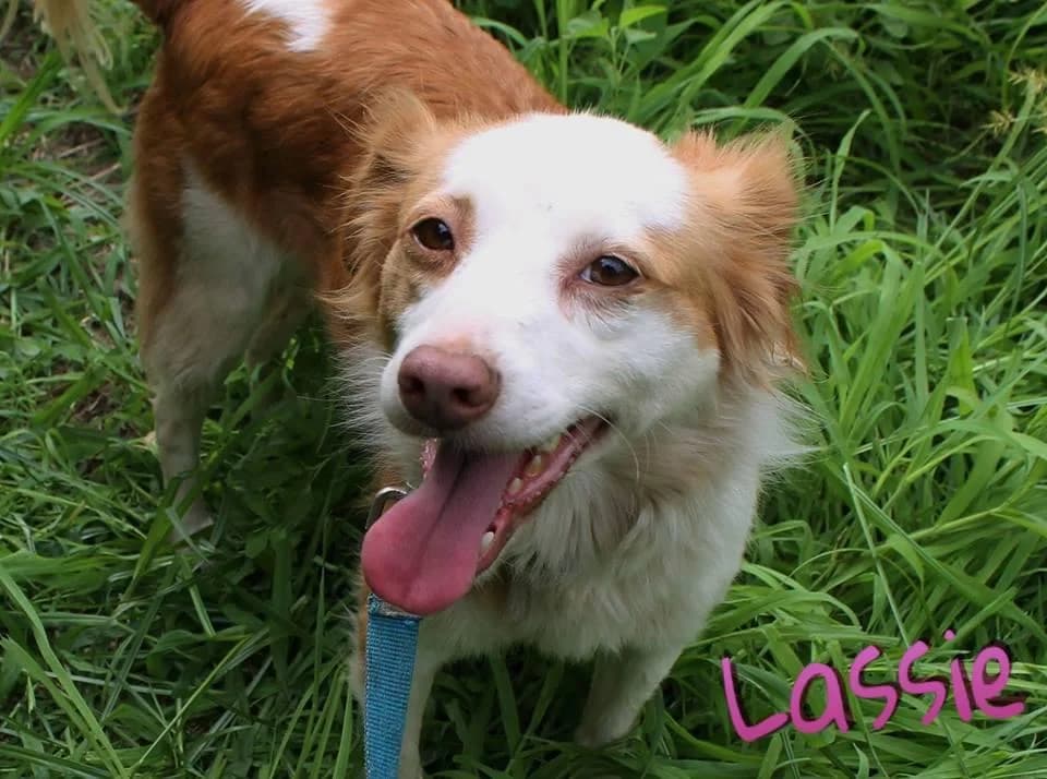 PETIFYC10484 photo 5