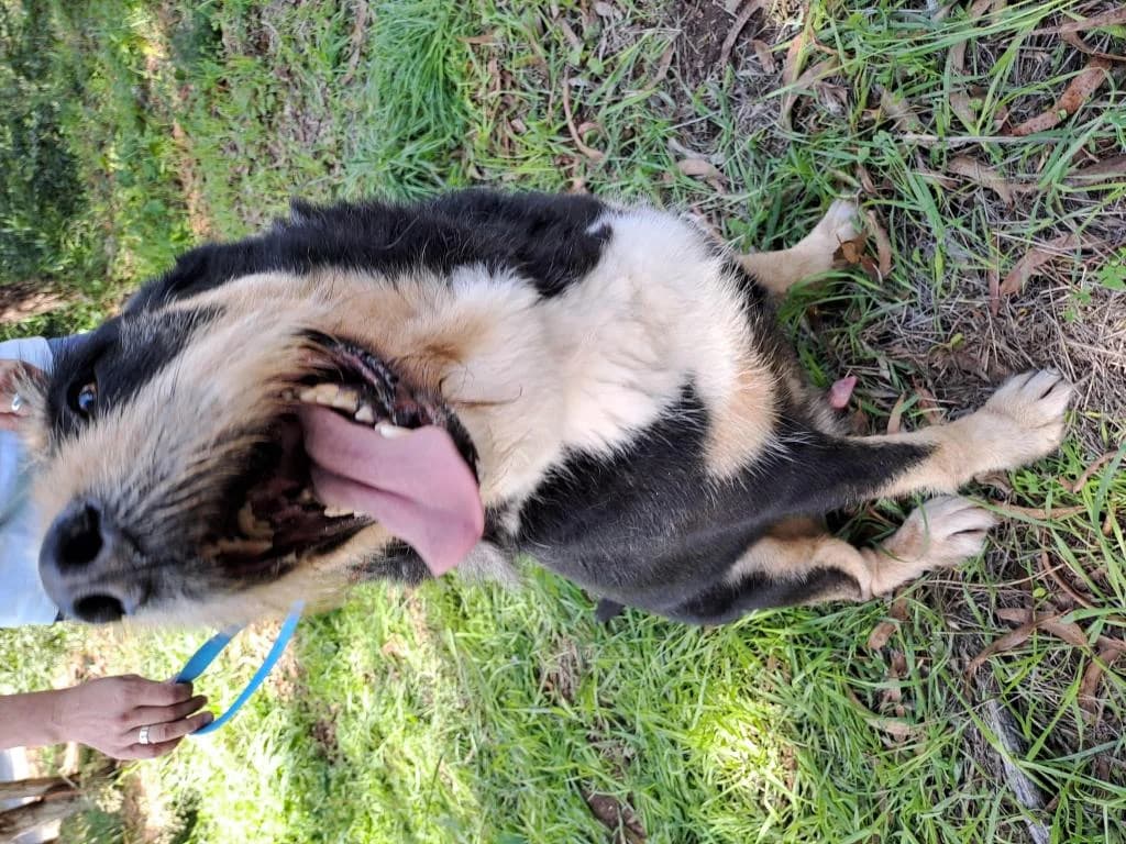 PETIFYC10485 photo 3