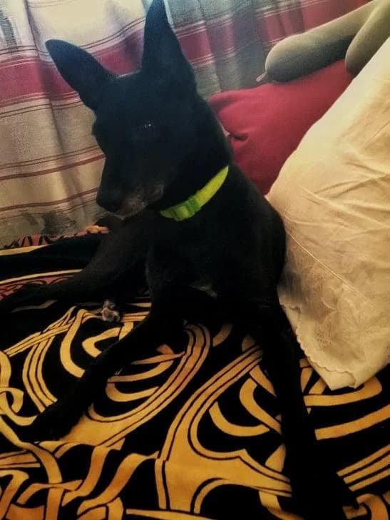 PETIFYC10485 photo 8