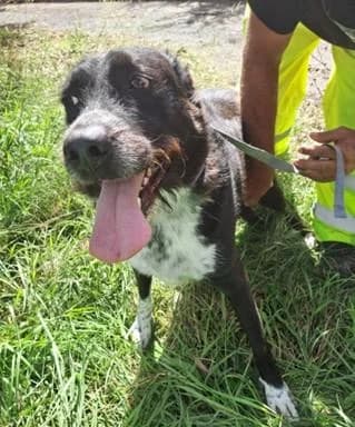 PETIFYC10486 photo 2