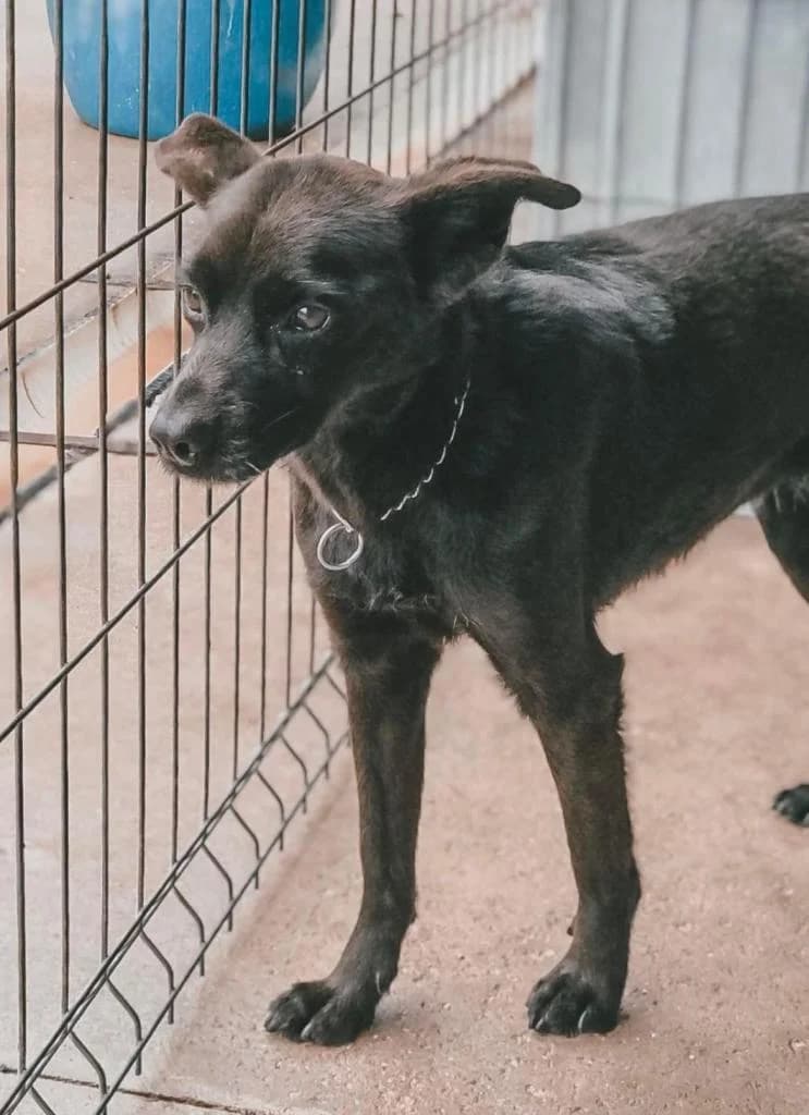 PETIFYC10486 photo 6