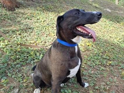 PETIFYC10487 photo 3