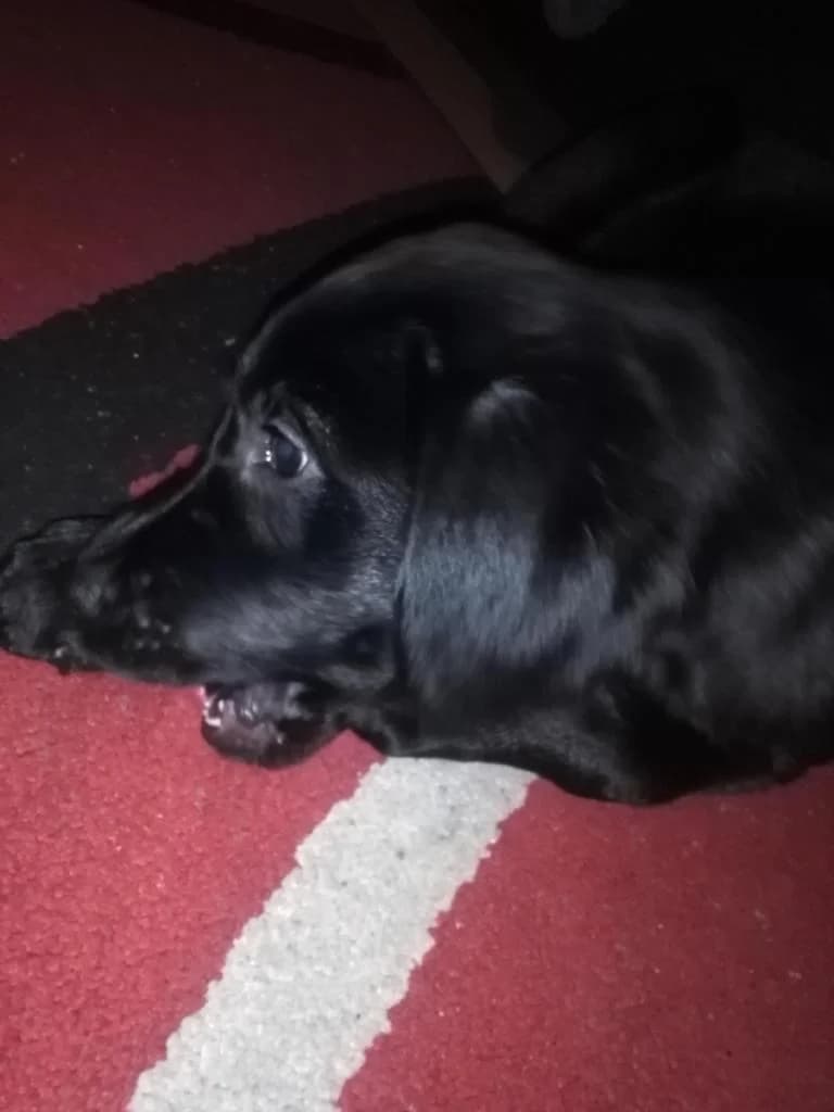 PETIFYC10488 photo 6