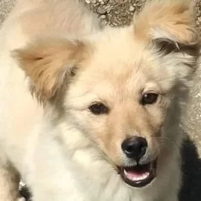 PETIFYC10488 photo 7