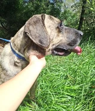 PETIFYC10489 photo 2