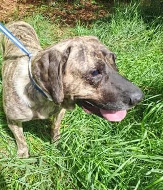 PETIFYC10489 photo 3