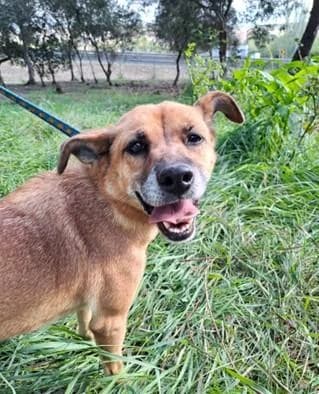 PETIFYC10490 photo 2