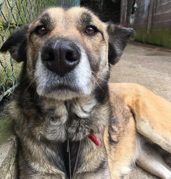 PETIFYC10490 photo 8