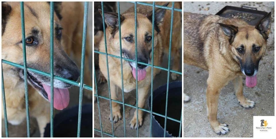 PETIFYC10491 photo 6