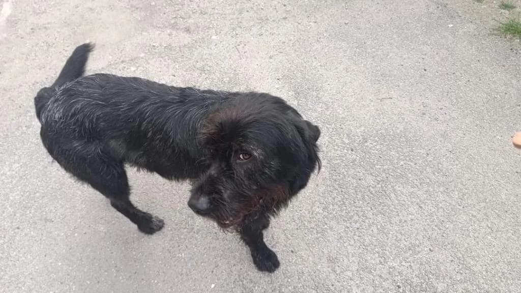 PETIFYC10491 photo 7