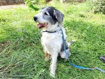 PETIFYC10492 photo 2