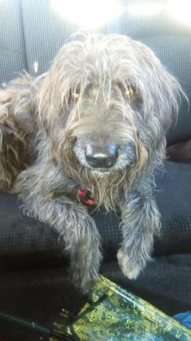 PETIFYC10493 photo 6