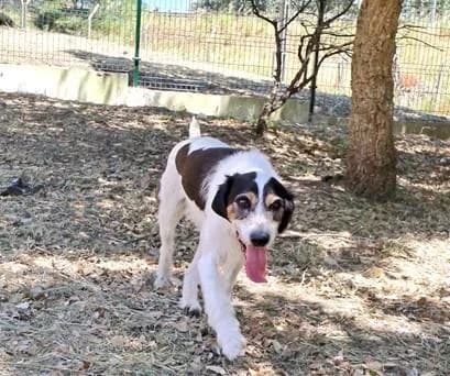 PETIFYC10493 photo 7