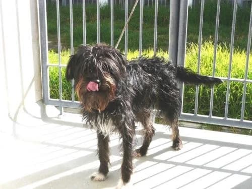 PETIFYC10493 photo 8