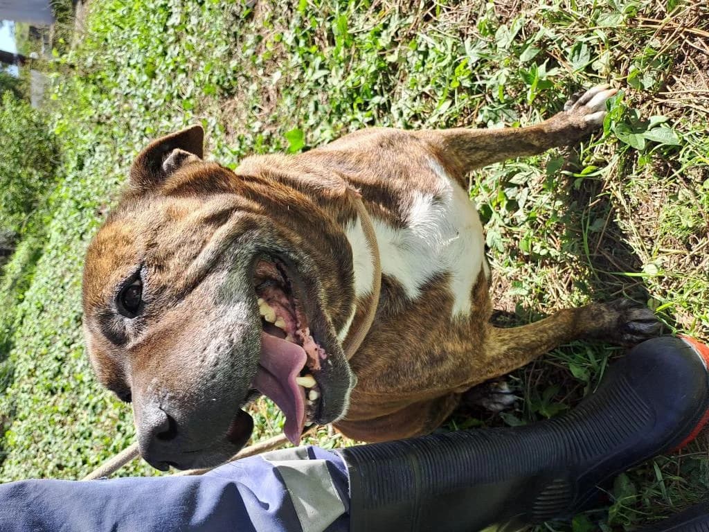 PETIFYC10494 photo 4