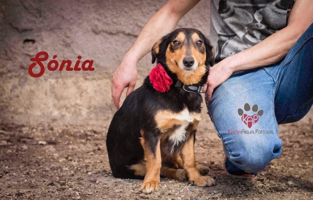 PETIFYC10495 photo 8