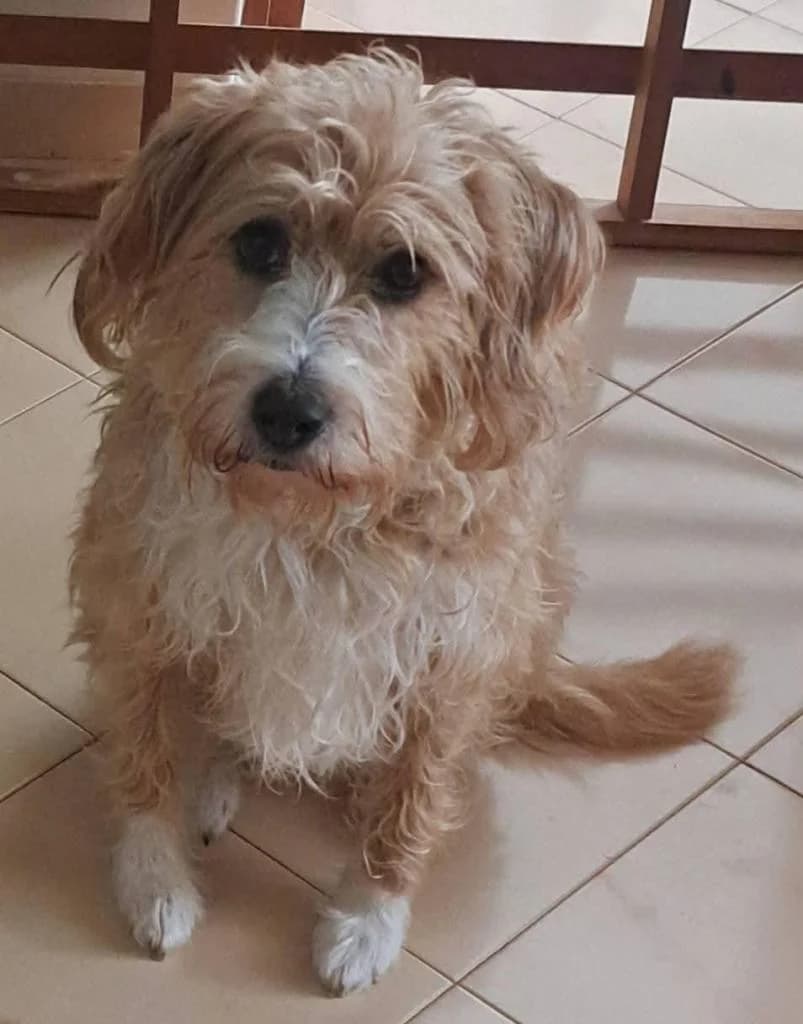 PETIFYC10496 photo 5