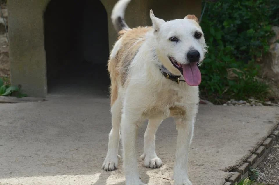 PETIFYC10496 photo 6