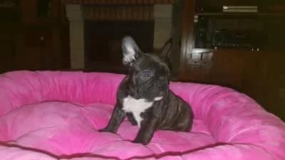 PETIFYC10496 photo 8