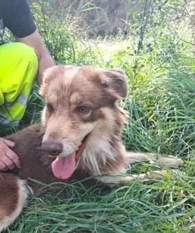 PETIFYC10497 photo 2