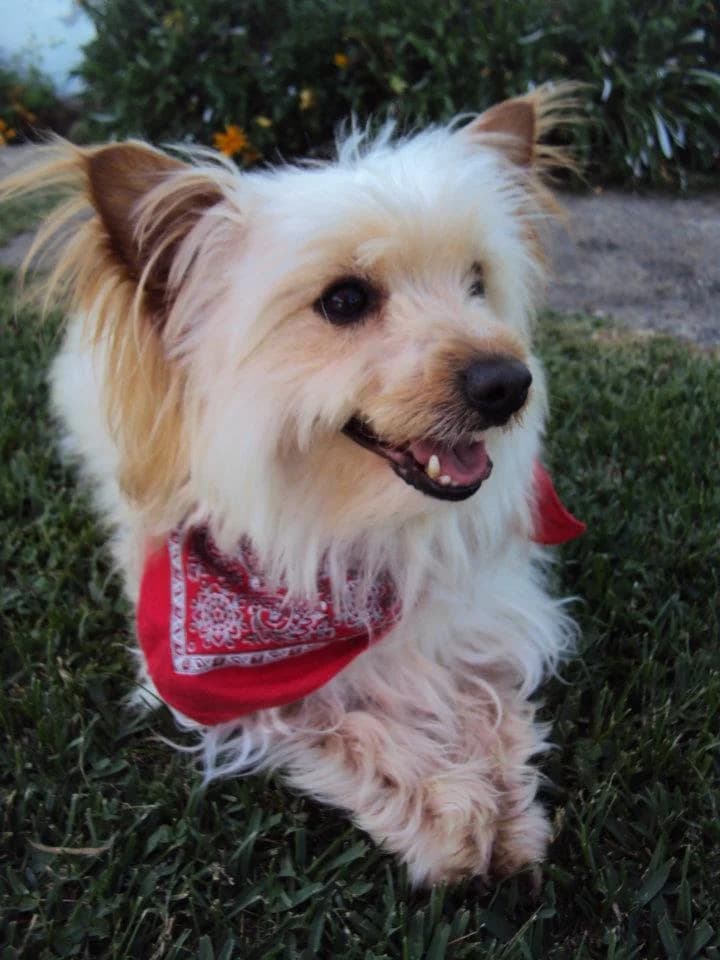 PETIFYC10497 photo 6