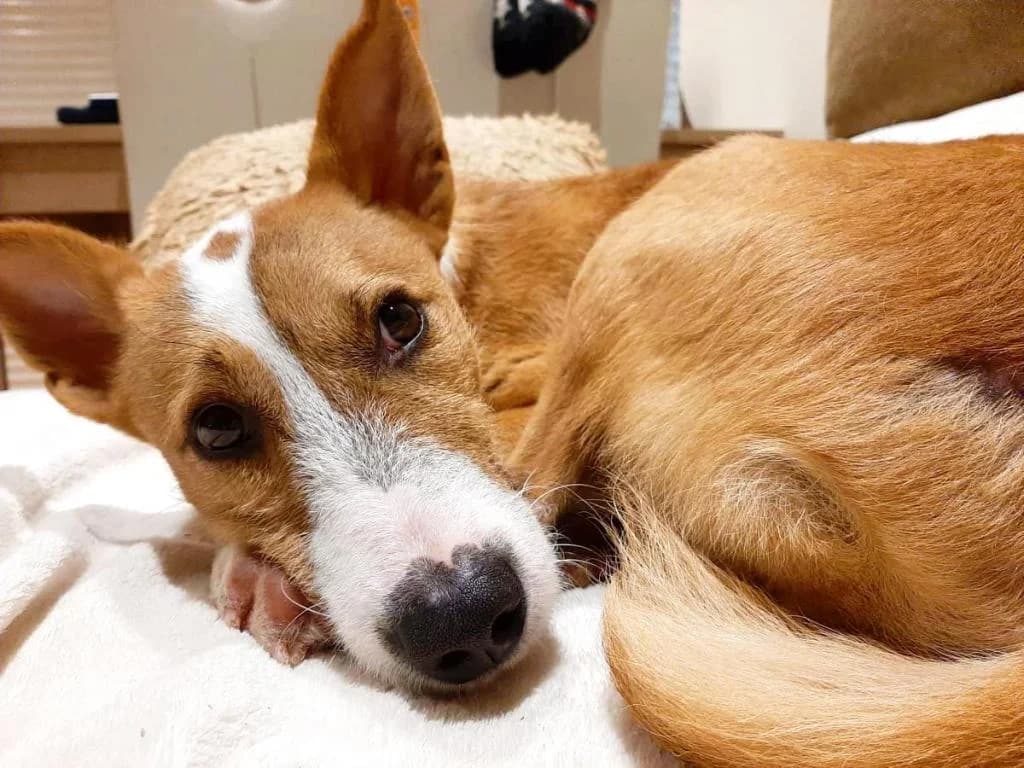 PETIFYC10497 photo 8