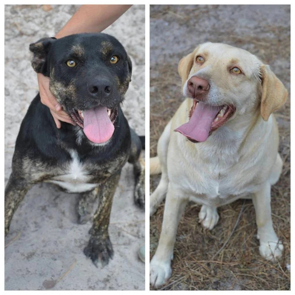 PETIFYC10500 photo 7