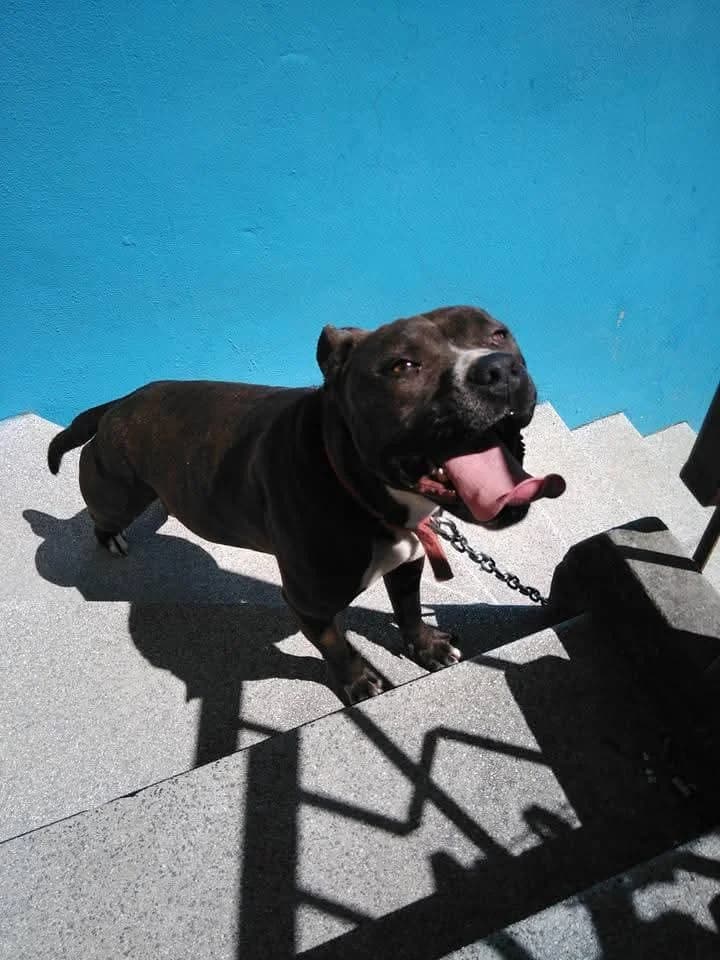 PETIFYC10501 photo 7