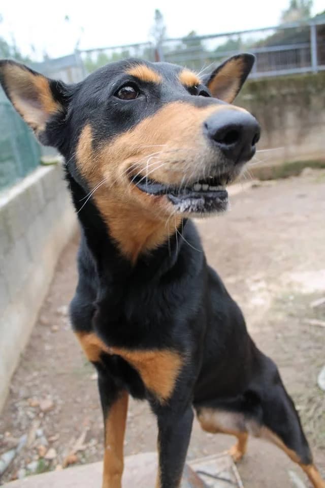 PETIFYC10503 photo 6