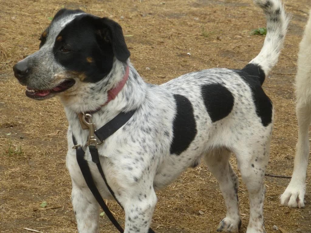 PETIFYC10504 photo 6