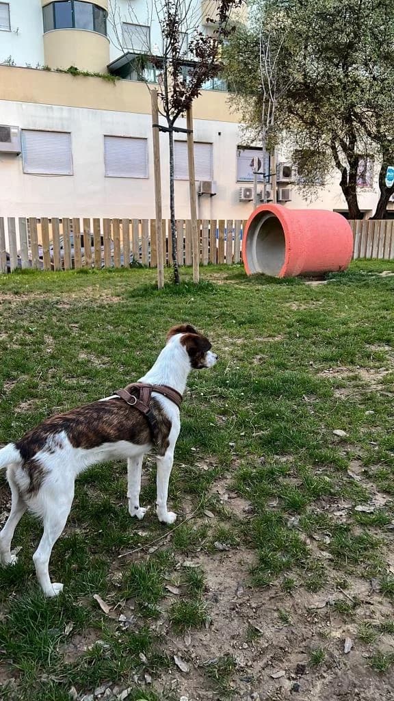 PETIFYC10504 photo 8