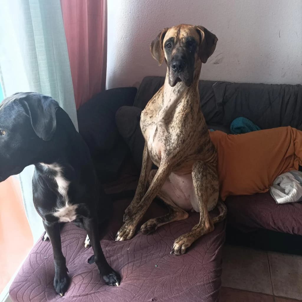 PETIFYC10510 photo 3