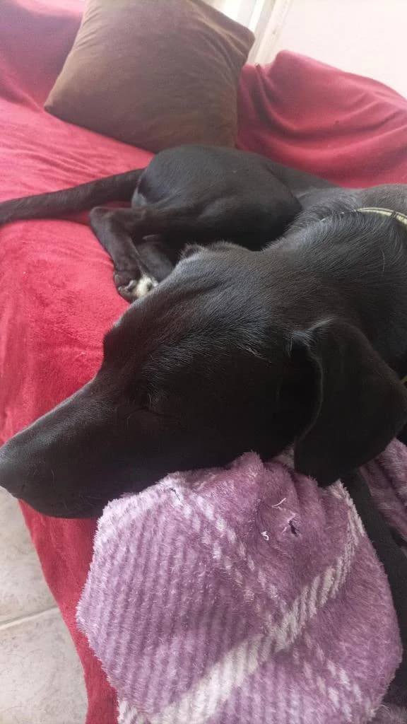 PETIFYC10511 photo 5