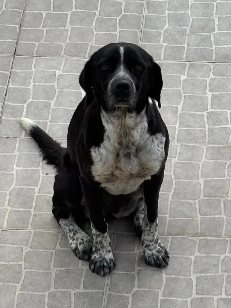 PETIFYC10512 photo 3