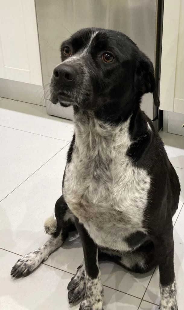 PETIFYC10512 photo 4