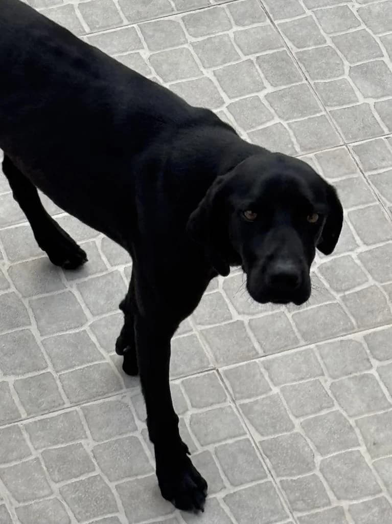 PETIFYC10513 photo 3