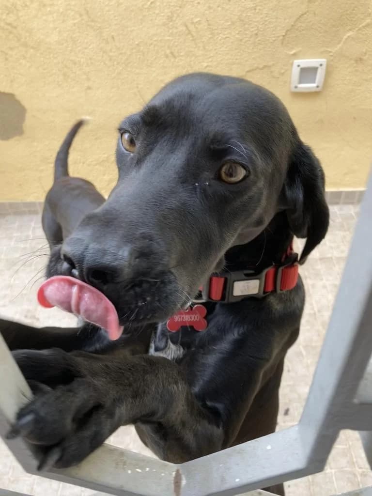 PETIFYC10513 photo 4