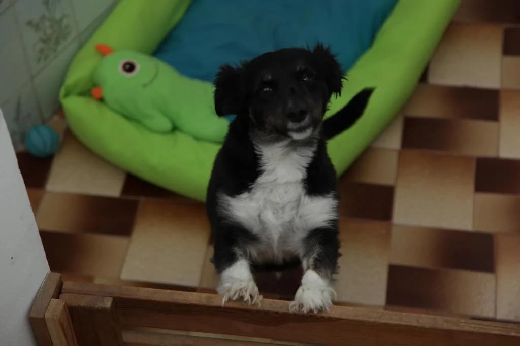 PETIFYC10534 photo 2