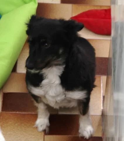 PETIFYC10534 photo 4