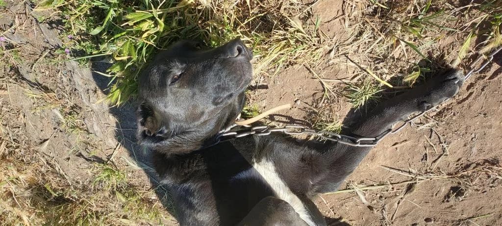 PETIFYC10544 photo 3