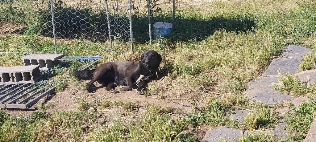 PETIFYC10544 photo 4