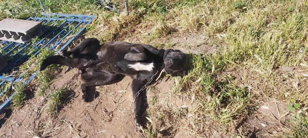 PETIFYC10544 photo 5