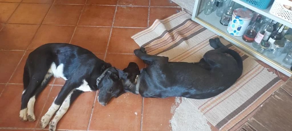 PETIFYC10544 photo 8