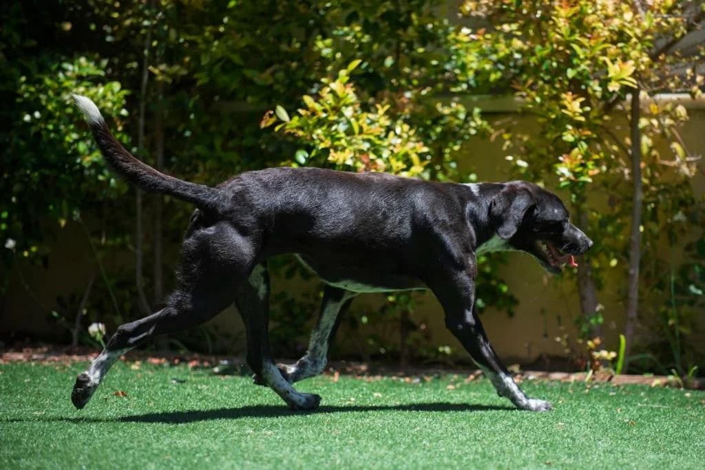 PETIFYC10545 photo 3