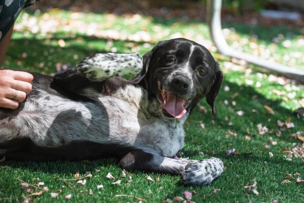 PETIFYC10545 photo 5