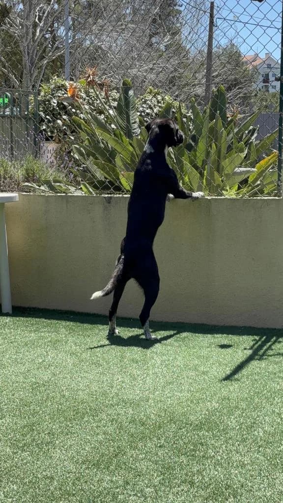 PETIFYC10545 photo 6